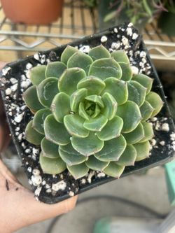 Echeveria