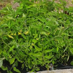 Tomato Plants/Plantas De Jitomate
