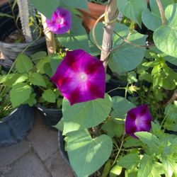 Morning glory plant