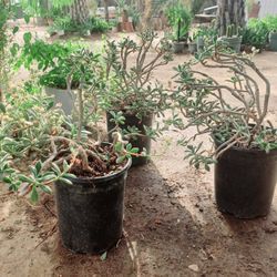 Succulent Ornamental..