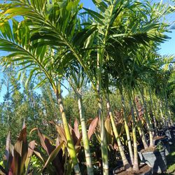 Tall Triple Christmas Palm 🌴🌴 Only $120 25gl 