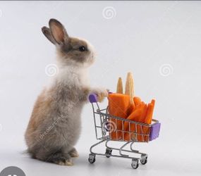 BUNNIE STUFF