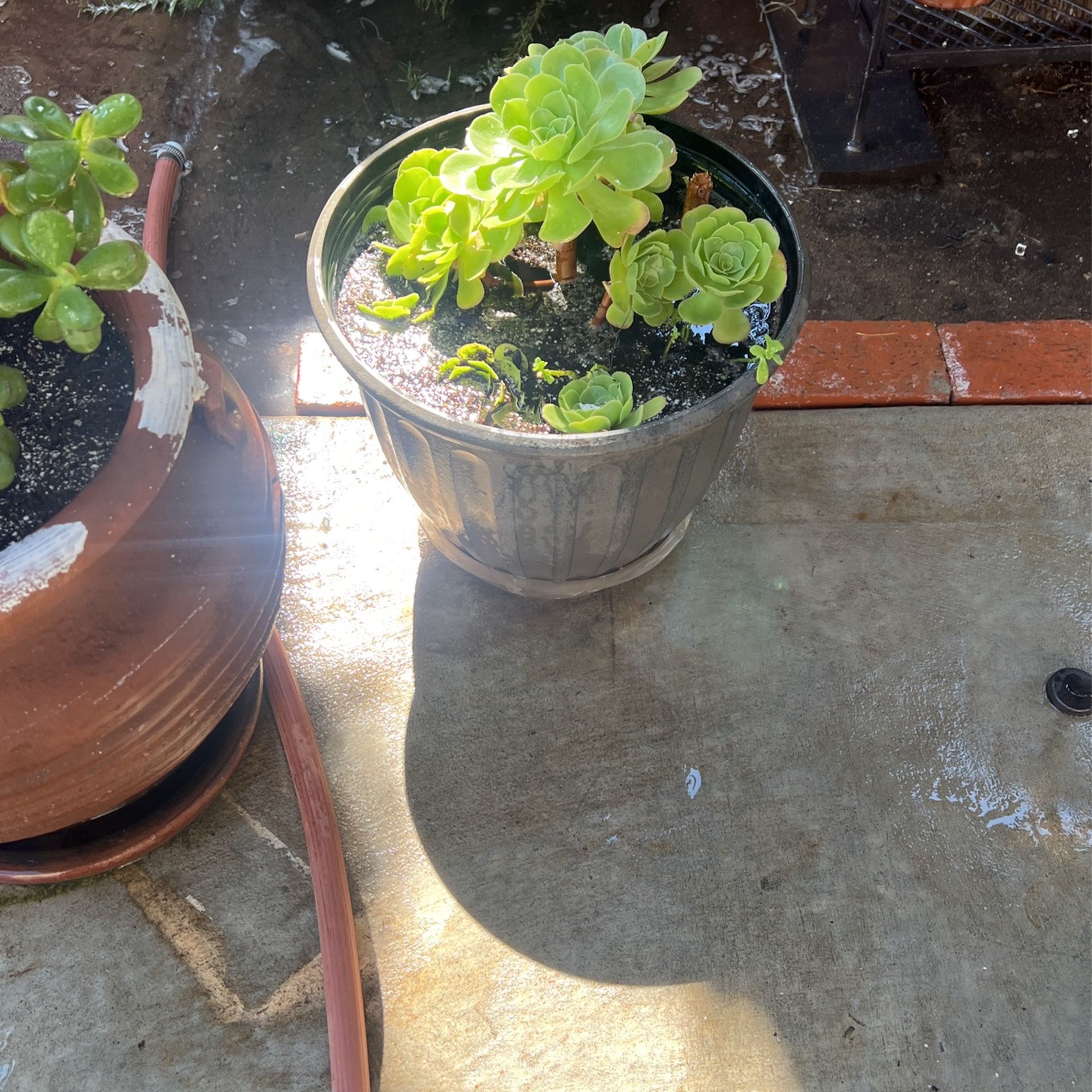Beautiful Flower Succulent With Vase