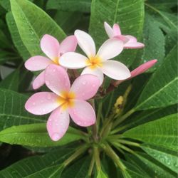 Pink Plumeria 