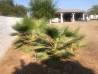 Palm trees