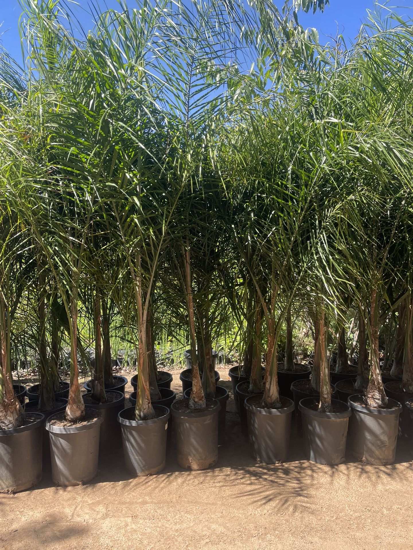 Queen Palms - Approximately 6-8 Feet Tall- 15 Gallon Size