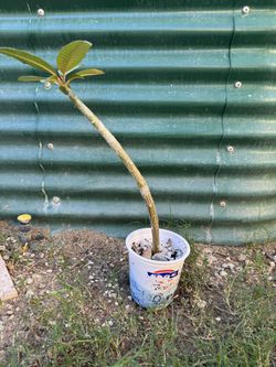 Plumeria Tree