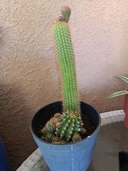 Cactus 🌵