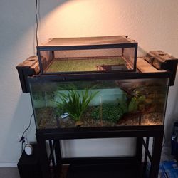 🐢+ Turtle Tank & More 