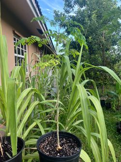 Moringa Tree in Black Nursery Pot