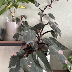 Pink Princess Philodendron Plant