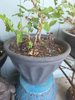 Gray planter
