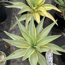 Joe Hoaks Agave – Rare Hybrid Statement Plant in 3-Gallon Pot
