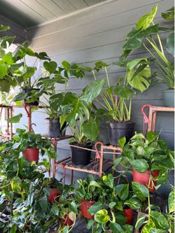 Huge Variety of Indoor/Houseplants for Sale