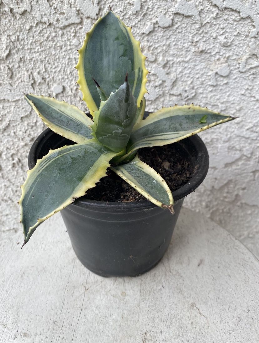6 Inch Pot of Succulent Plant - Agave Americana Variegated - Rooted & Established - Drought Resistant - 🪴 