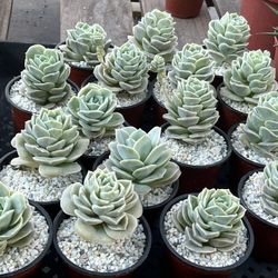 Lovely Rose Plants In 4” Pots $6 Each 