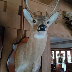 Buck Zeka Russian Buck Taxidermy Mount 
