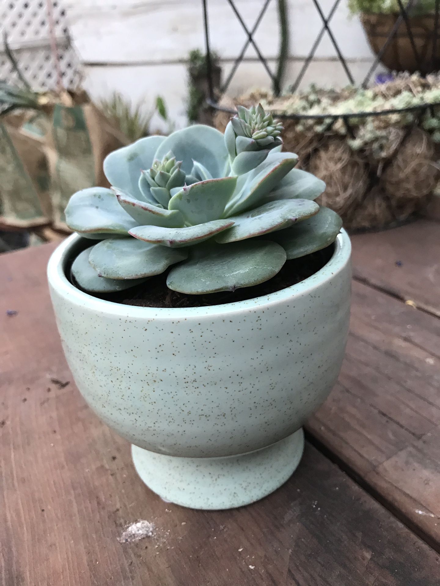 Succulent in Pot