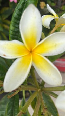 HAWALLANAS