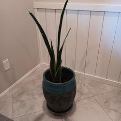 Plant "Mother Inlaw Tongues"
