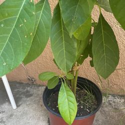 Avocado Tree