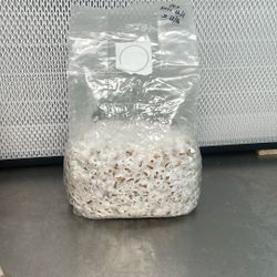 Mushroom Colonized Grain Spawn