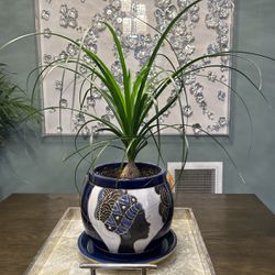 Plant In Ceramic Pot
