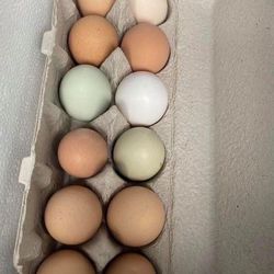 Fresh Eggs