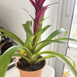 Home plant