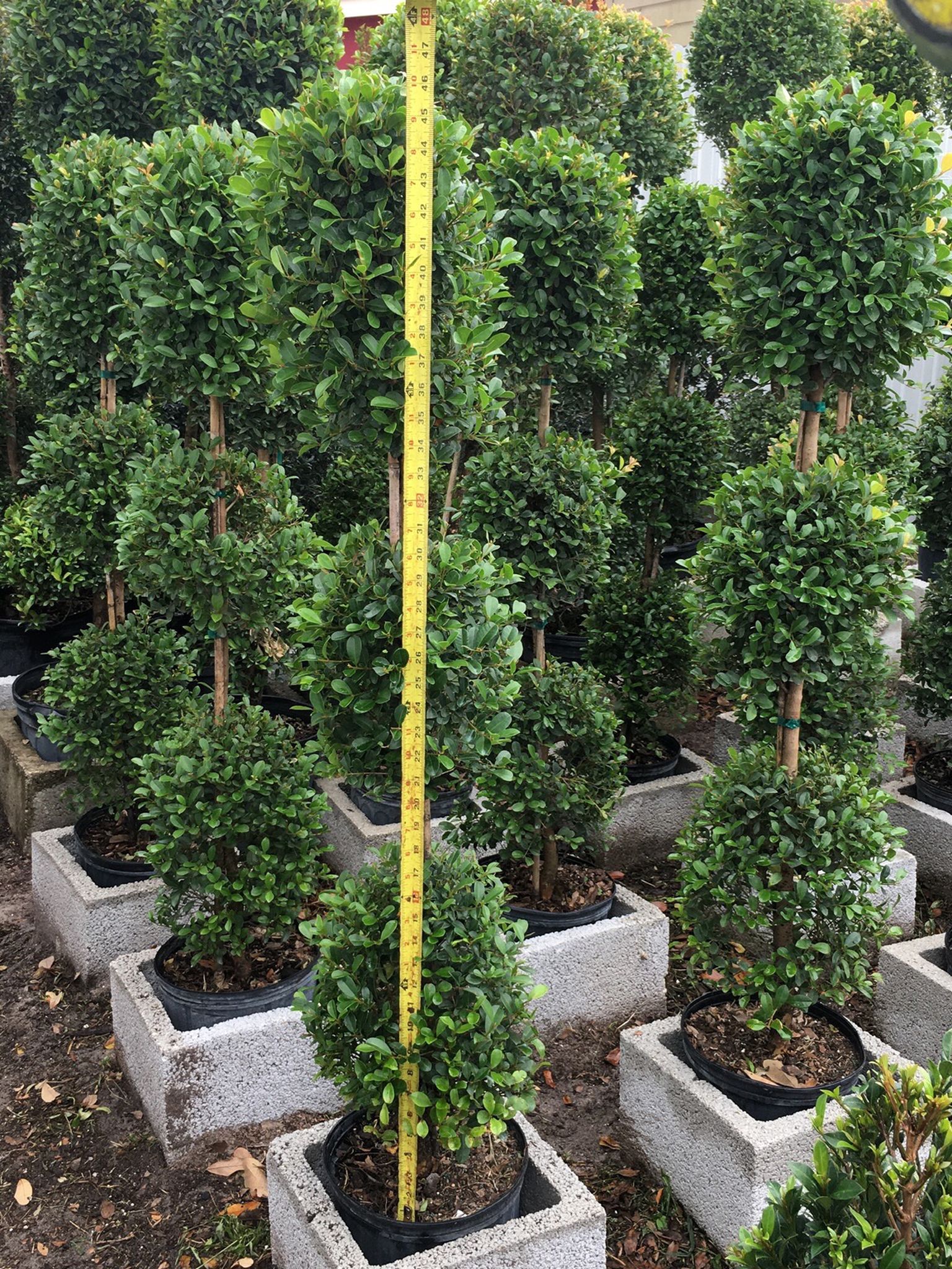 Balls Topiary In 3 gls Pot .4 Ft Tall SPECIAL PRICE!🤩