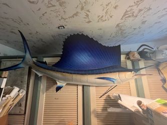 Large sailfish
