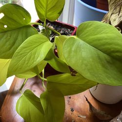 Pothos Running Plant, Trails Over A Large Area Over Time