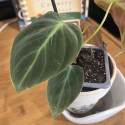 Philodendron Melanochrysum (Black gold)