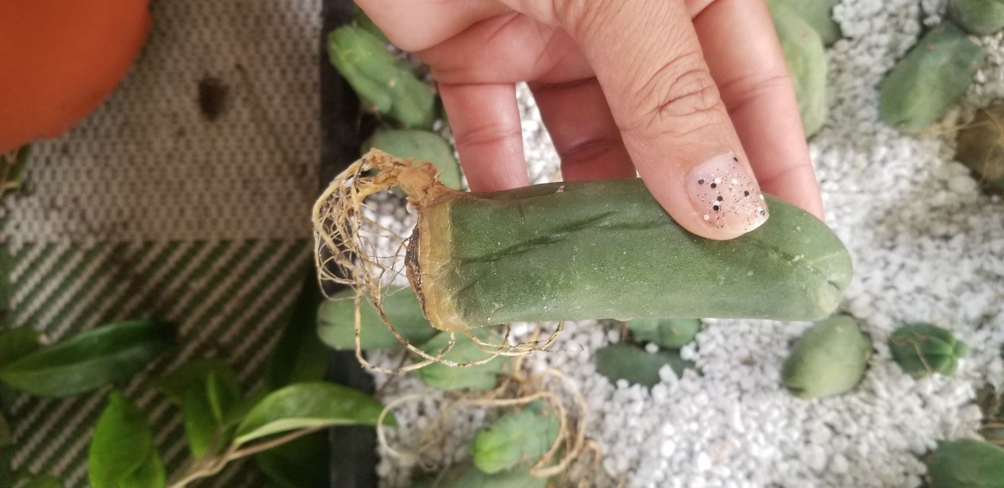Pen is cactus