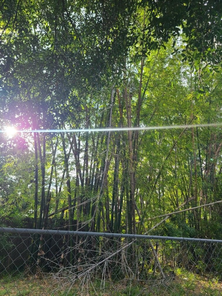 Fresh Cut BAMBOO 2" THICK 6 TO 8 FT LONG