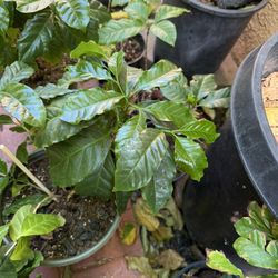 *****SALE TODAY ONLY Coffee Plants!!!******