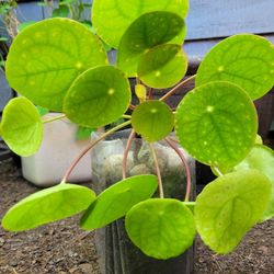 $10 Large Chinese Money Tree Plant (Indoor, Bright Light, Easy Care)