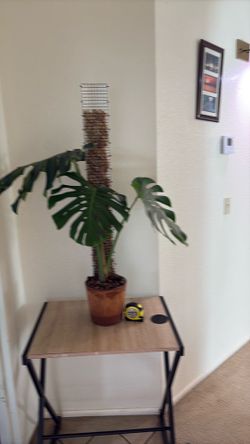 Monstera deliciosoa