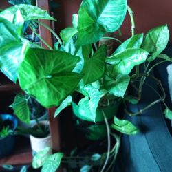 Arrowhead Plant Cuttings Live Plant