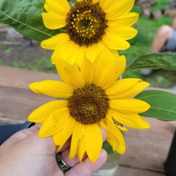 Sunflowers