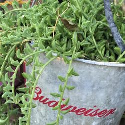 Succulents Cuttings & Potted houseplants Of Different Kinds Available 