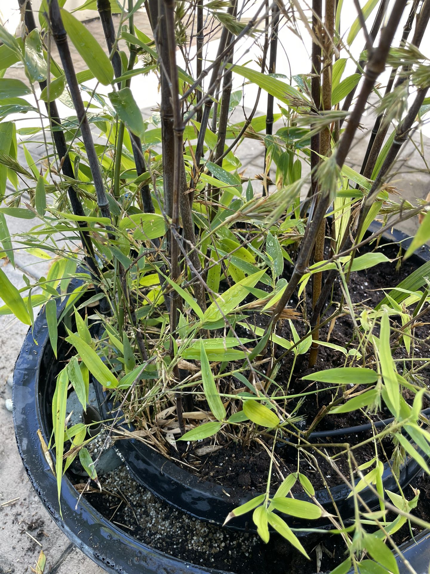 Black Bamboo Plant 20-25 Gallon 