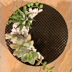 Moon 🌙  Real Succulent/cactus Concrete Planter 