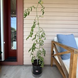 Large Tomato Plant 