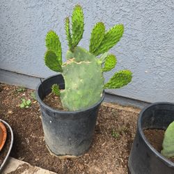 Nopal 