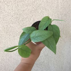 Beautiful Cebu Blue Pothos Plant