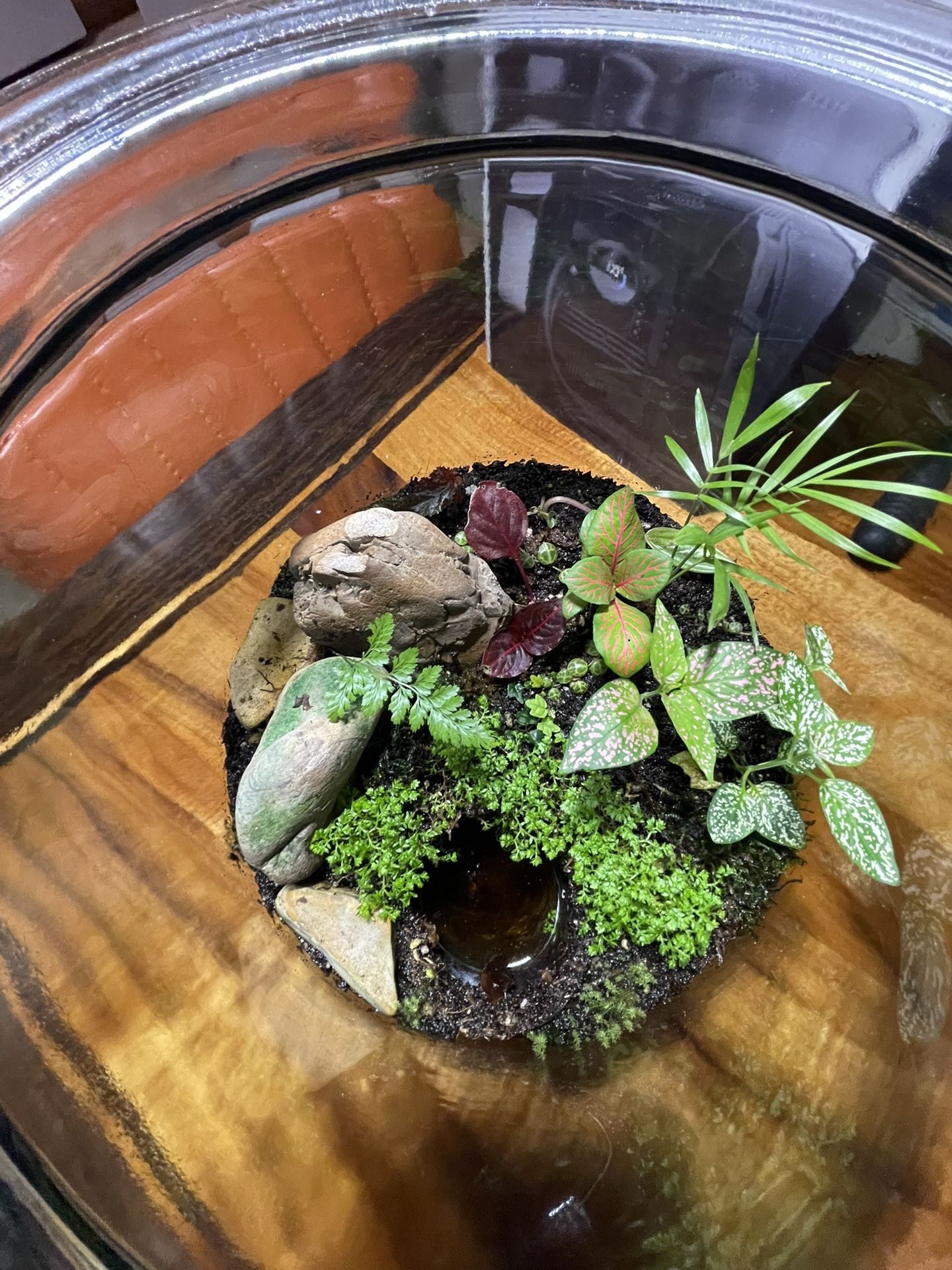 Cookie Jar Terrarium