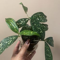 Dracaena Godseffiana Florida beauty plant