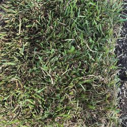 St Augustine Sod - Piece