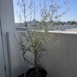 Olive Tree